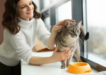 5 Cat Care Hacks Every Pet Parent Needs.